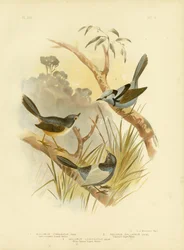 Reyezuelo soberbio de pecho leonado, 1891